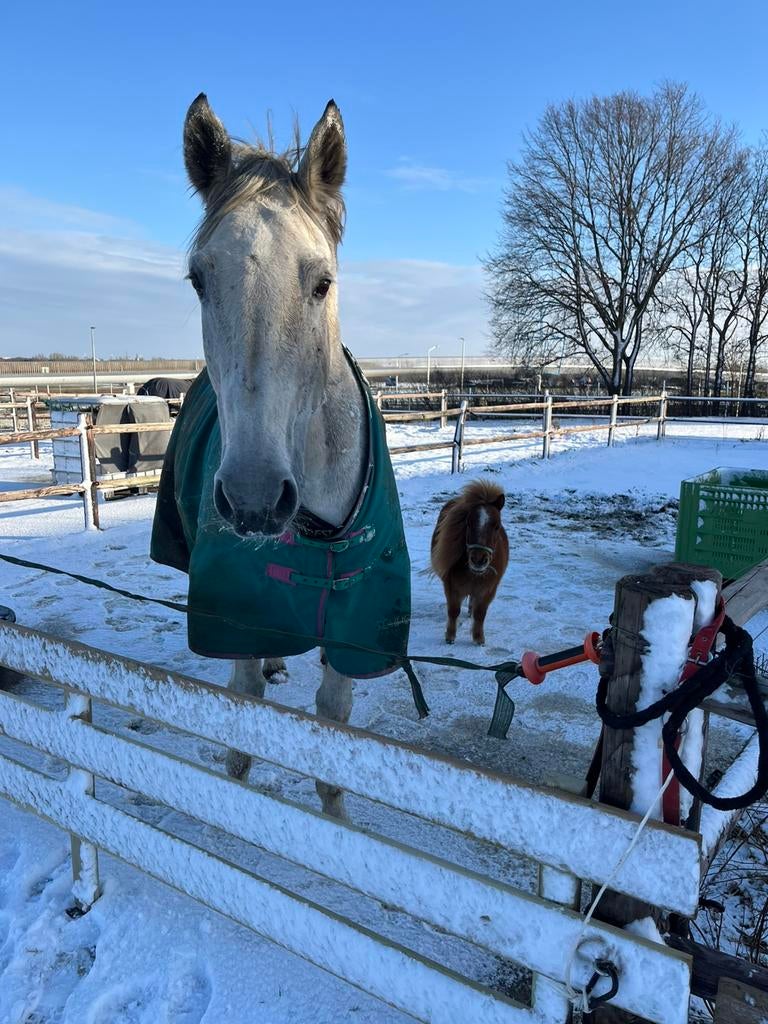 Verzorgster gezocht, Dieren en Toebehoren, Paarden en Pony's | Overige Paardenspullen, Ophalen of Verzenden, Zo goed als nieuw