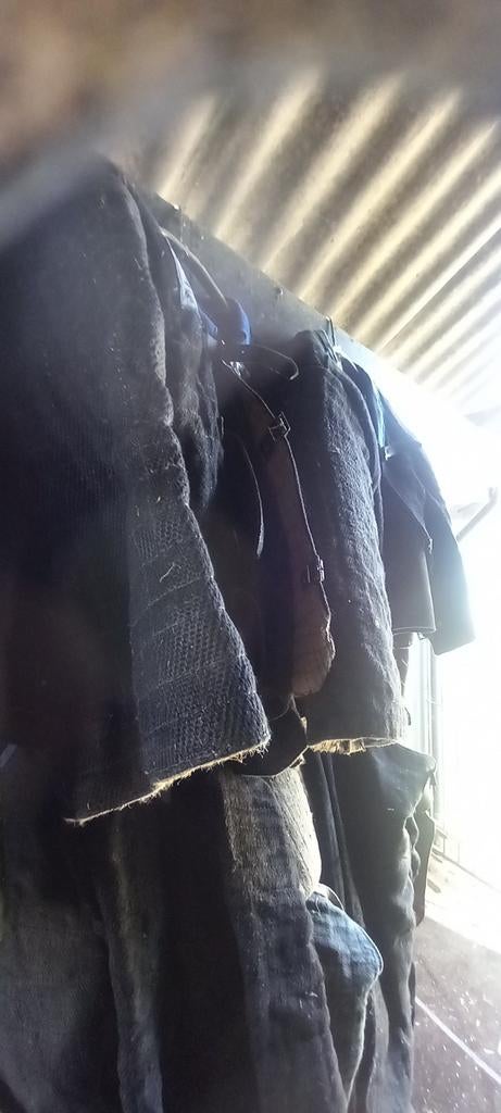 KNPV PAKKEN JASSEN LEER Bijtpak BIJT PAK BROEK, Nederland, 1 tot 2 jaar, Teef, Parvo