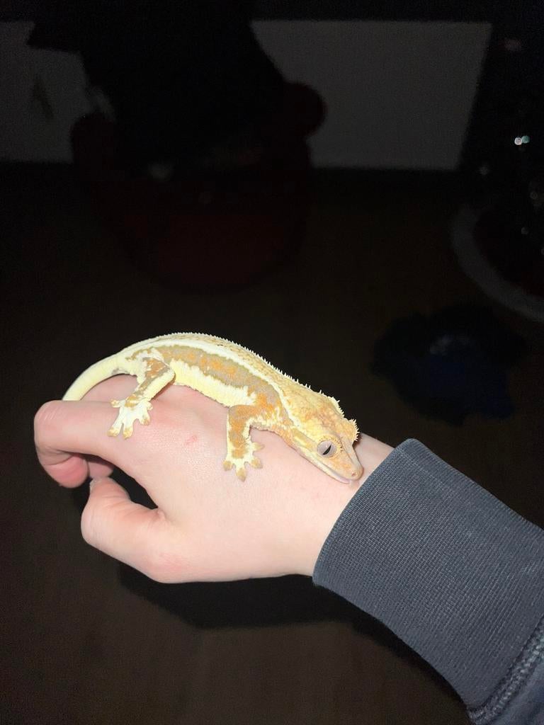 0.1 lilly white wimper gekko, Dieren en Toebehoren, Ophalen, Zo goed als nieuw