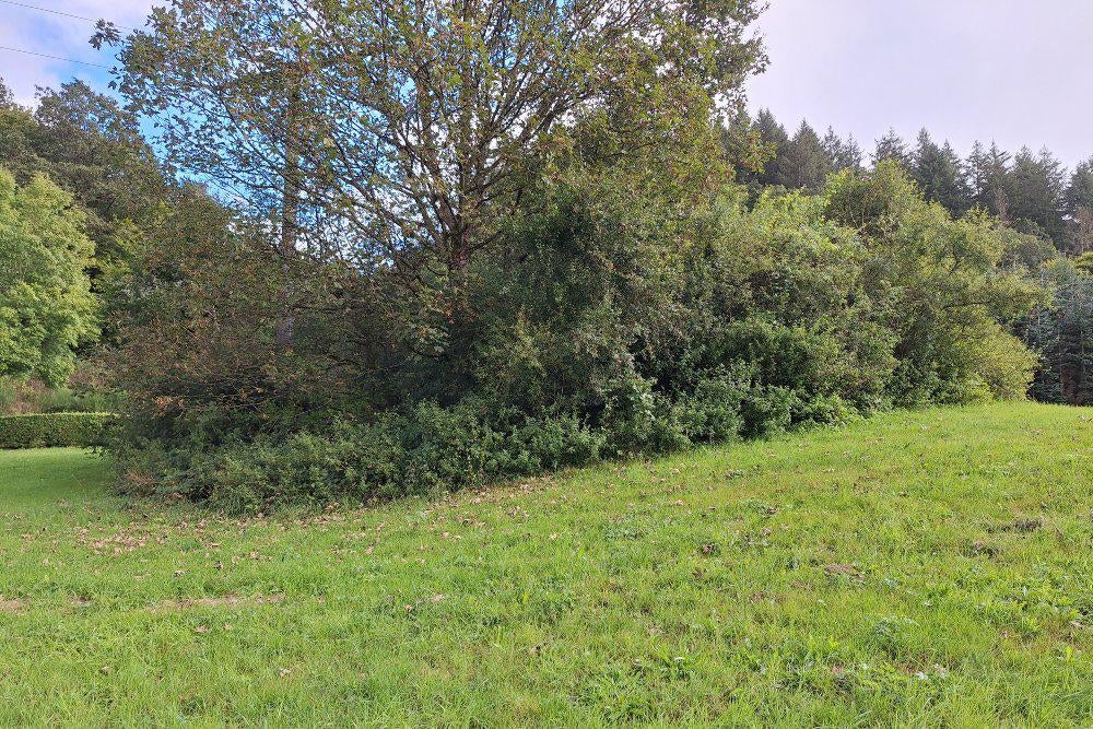 Gezocht boomwal om uit te dunnen / bomen kappen, Minder dan 3 m³, Ophalen of Verzenden