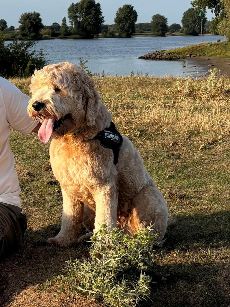Australian labradoodle Dekreu, Dieren en Toebehoren, Honden | Dekreuen, Reu, Fokker | Professioneel, Eén hond, Nederland, 1 tot 2 jaar