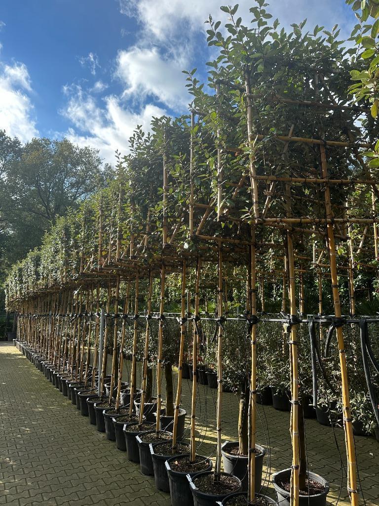Groenblijvende Elaeagnus ebbingei (olijfwilg) leibomen !!!!, Tuin en Terras, Planten | Bomen, In pot, Leiboom, Halfschaduw, Ophalen of Verzenden