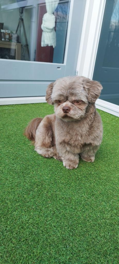 Shih tzu dekreu choco kleur ( niet te koop), Reu, Parvo, Eén hond, 3 tot 5 jaar