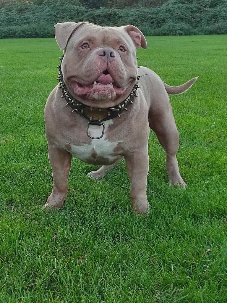 American Bully bewezen dekreu!, Reu, Parvo, Eén hond, 3 tot 5 jaar