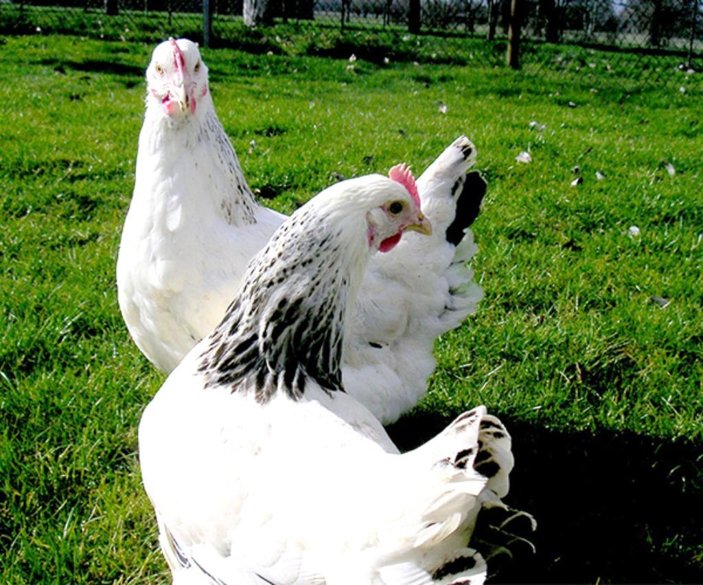 Legkippen krielkippen Isa Sussex Araucana Zijdehoen Marans, Dieren en Toebehoren, Pluimvee, Vrouwelijk, Kip