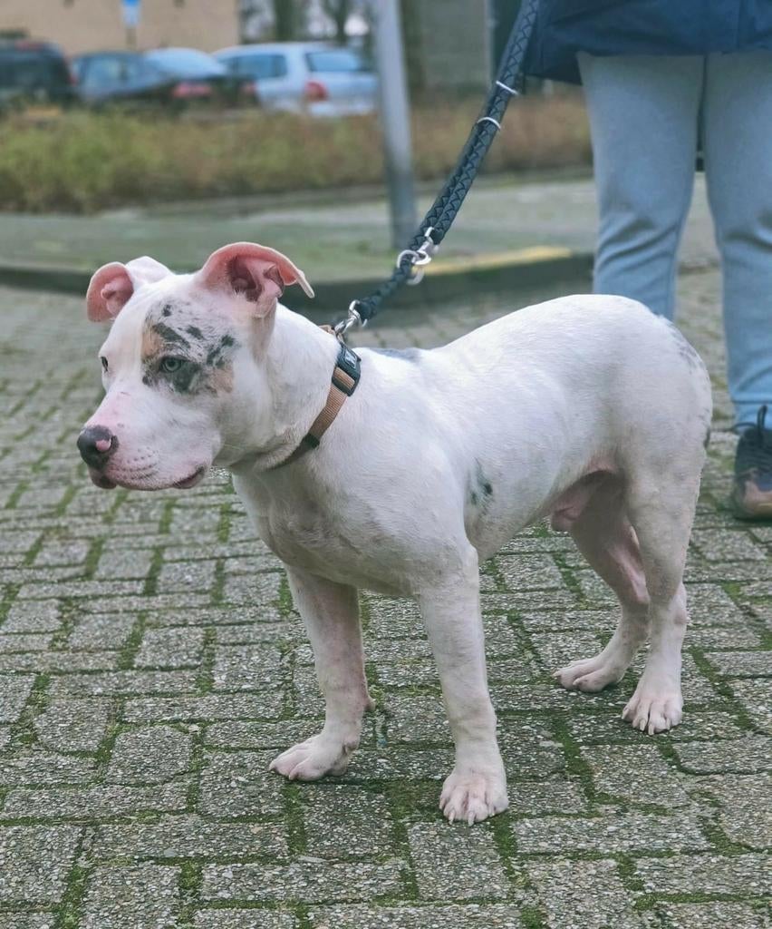 Amerikaanse xl bully reu, Parvo, 15 weken tot 1 jaar, Eén hond, Nederland