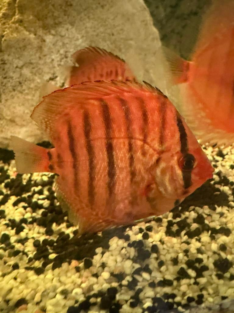 Discus, Vis