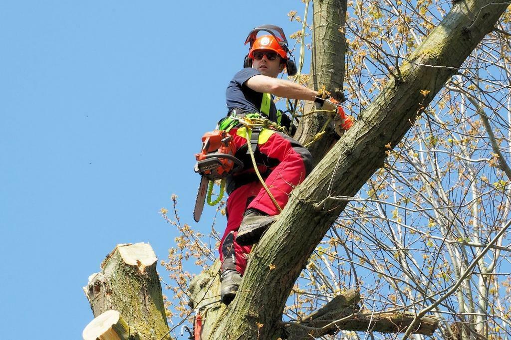 Boom kappen rooien bomen stronken frezen omzagen snoeien, Garantie, Tuinontwerp