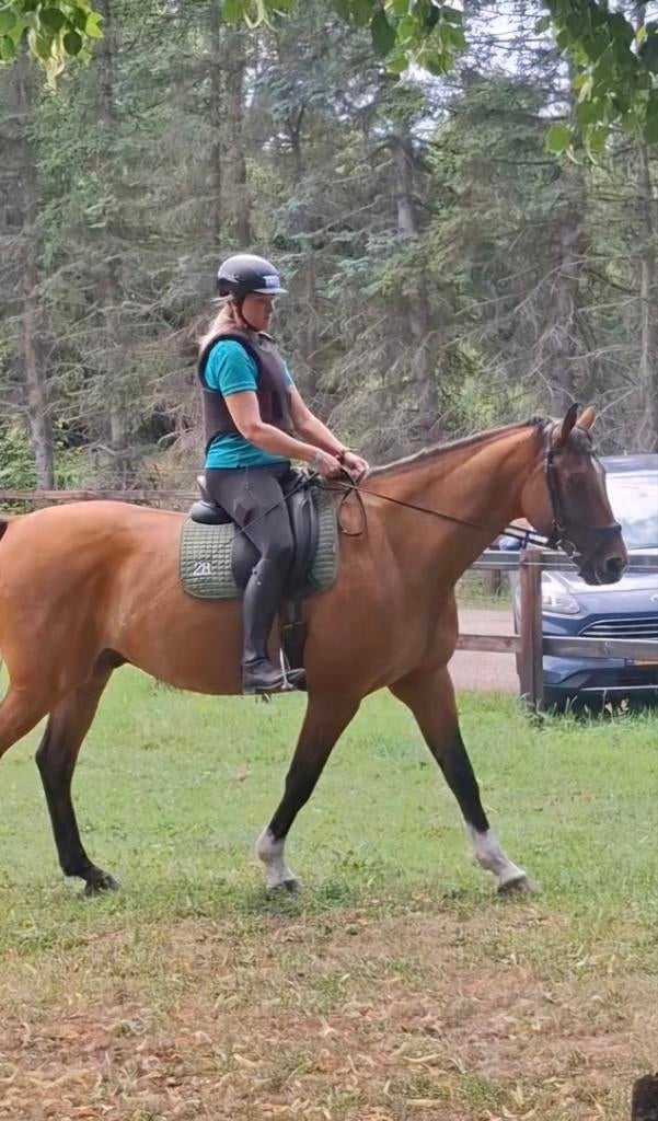 Instructie, paardentraining, ruitercoaching, grondwerk, Diensten en Vakmensen, Dieren | Paarden | Verzorging, Oppas en Les, Paardrijles of Ponykampen