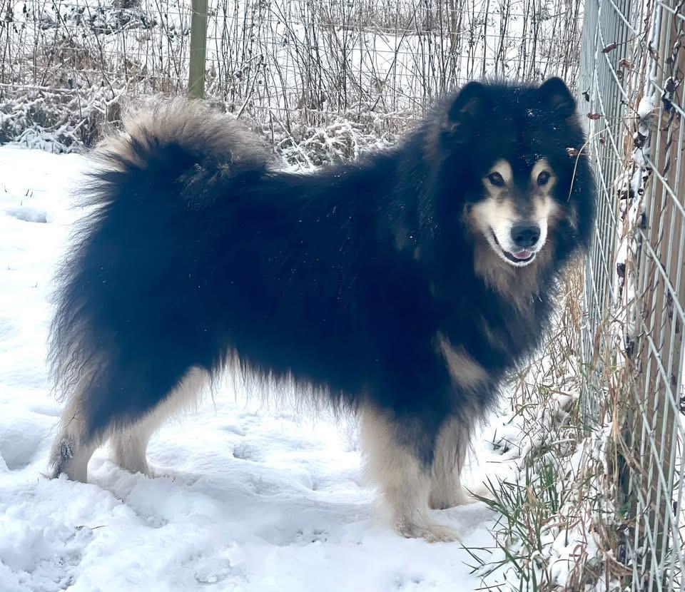 Gecastreerde Alaskan Malamute Reu Herplaatser, Dieren en Toebehoren, 6 jaar of ouder, Parvo, Eén hond, Nederland