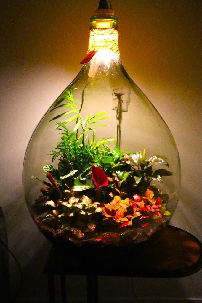 Ecosysteem/flessentuin/planten terrarium met licht, Huis en Inrichting, Kamerplanten, Minder dan 100 cm, Halfschaduw, Ophalen