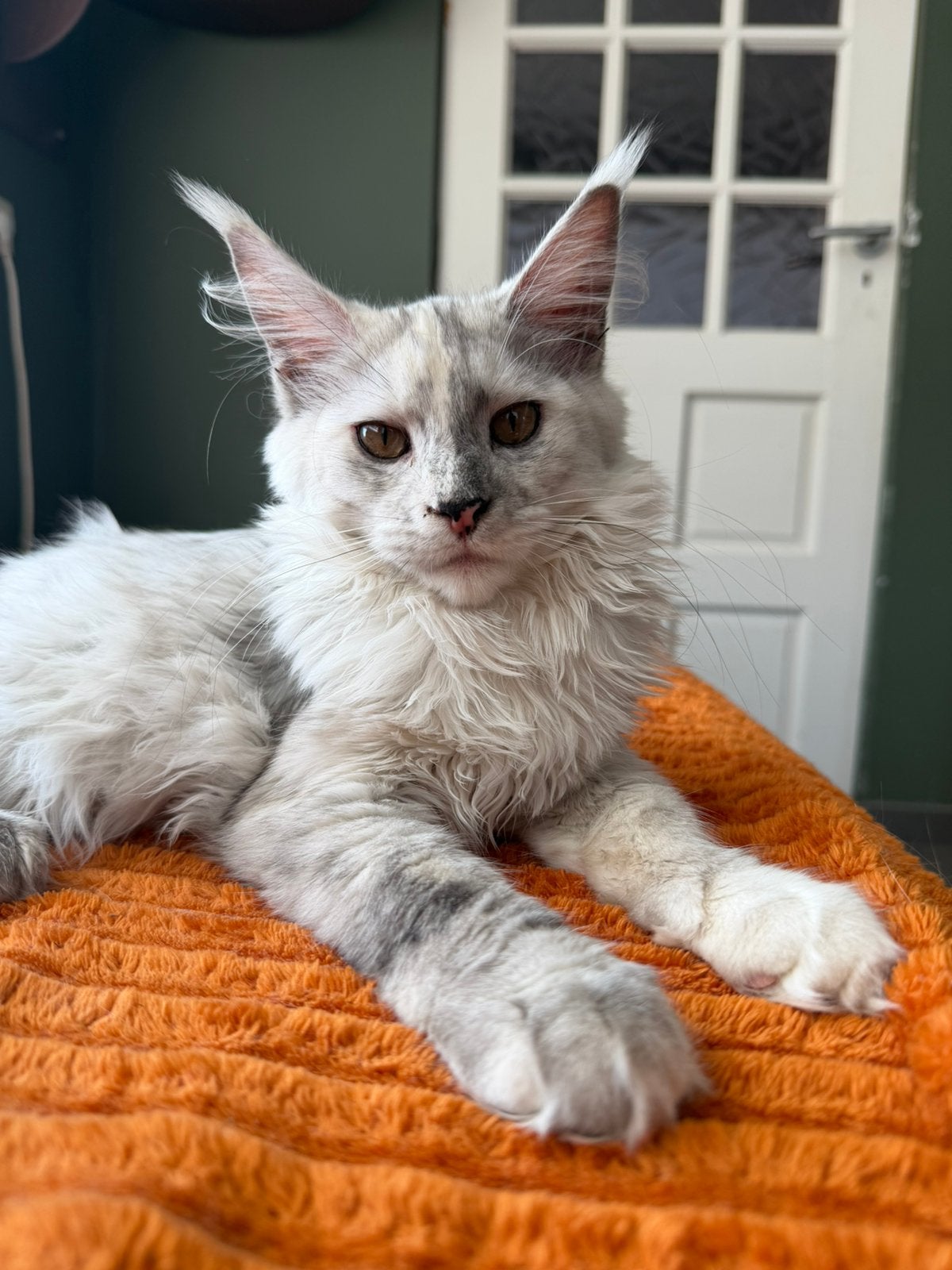 Maine coon kitten poesje, Poes, Met stamboom, 0 tot 2 jaar