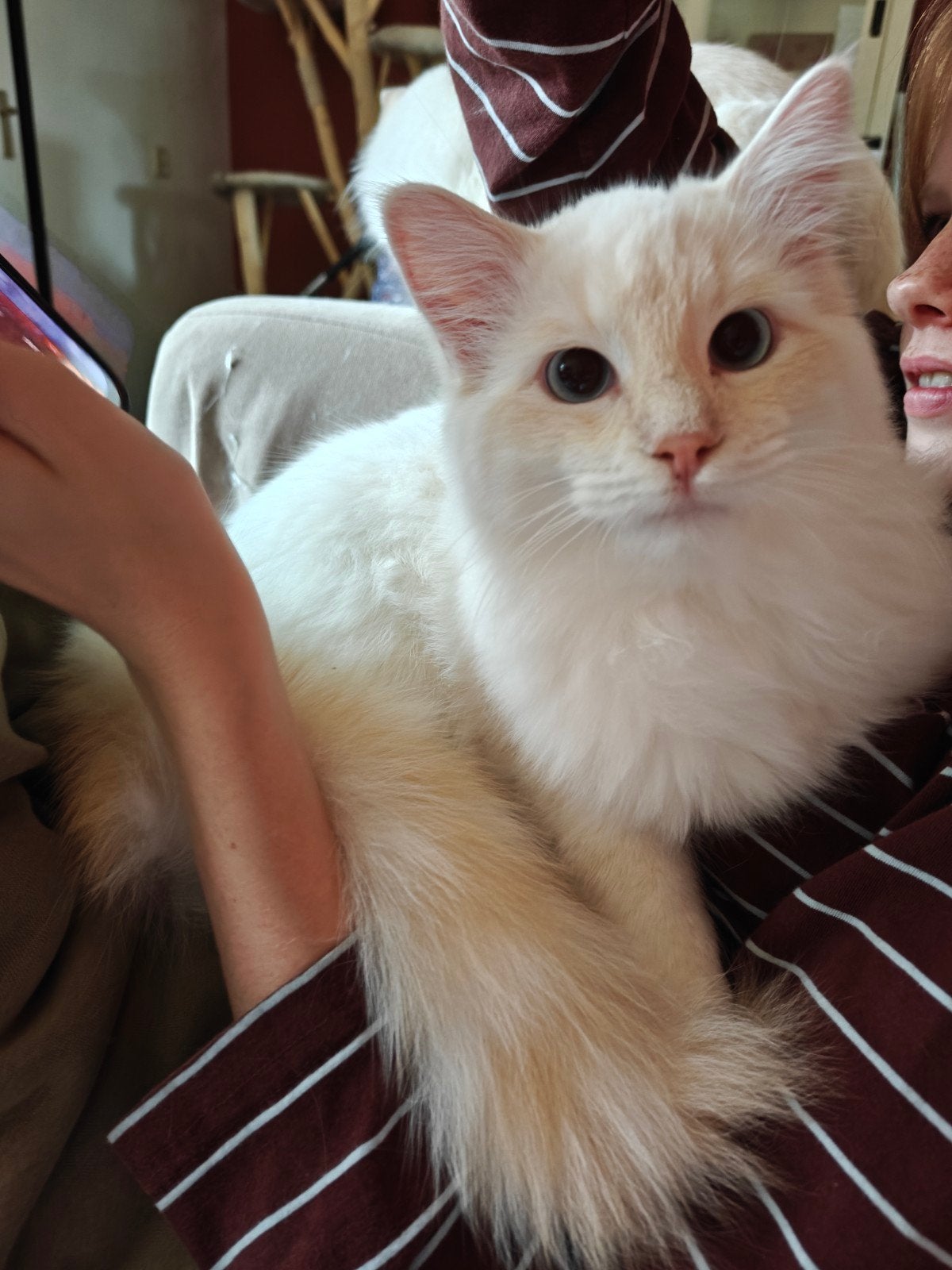 Ragdoll kitten cream point mitted, Dieren en Toebehoren, Kater, Ontwormd