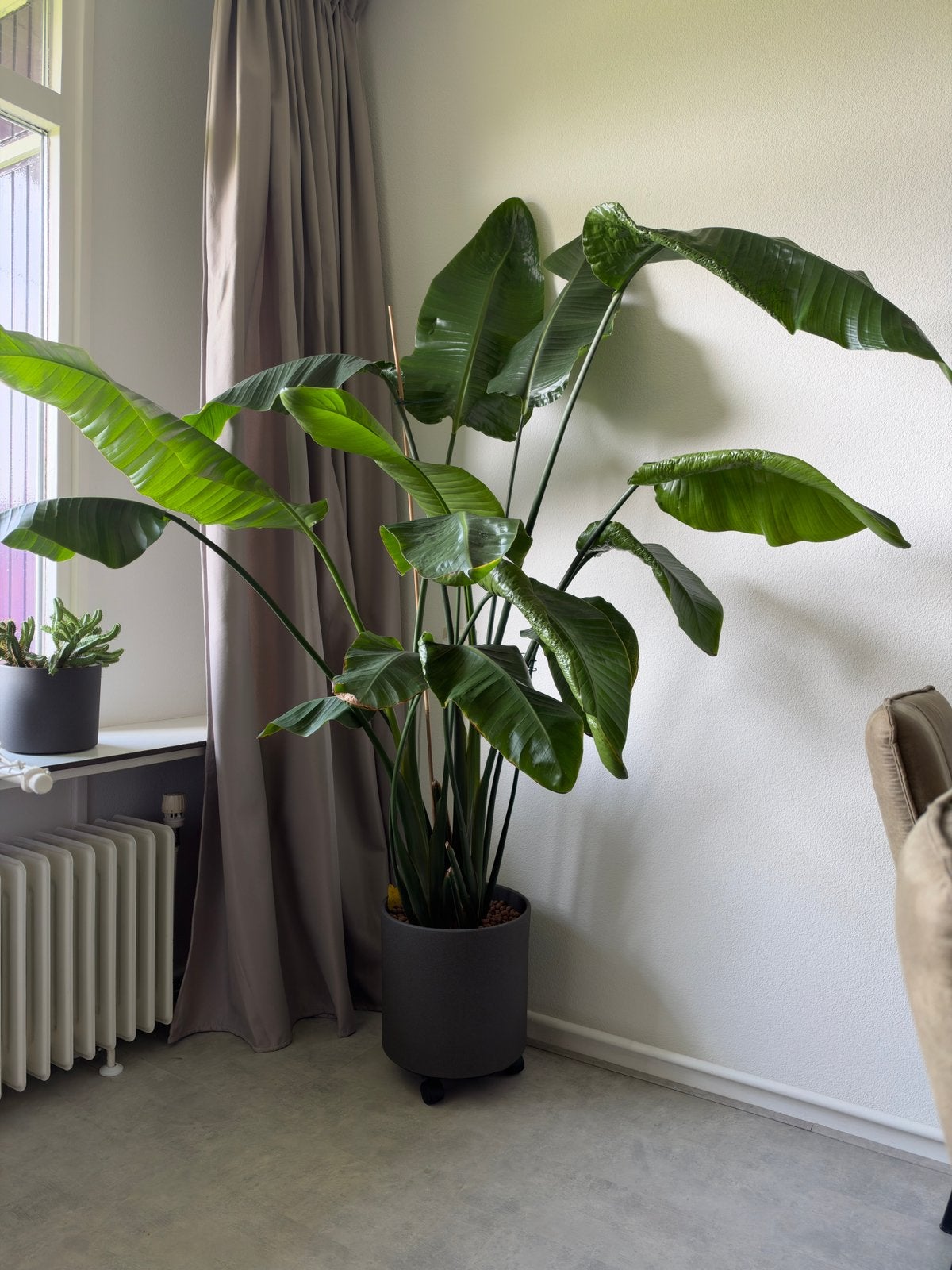 Paradijsvogelplant #2 incl. pot (Strelitzia Nicolai), Huis en Inrichting, Ophalen, Overige soorten, 150 tot 200 cm, Volle zon