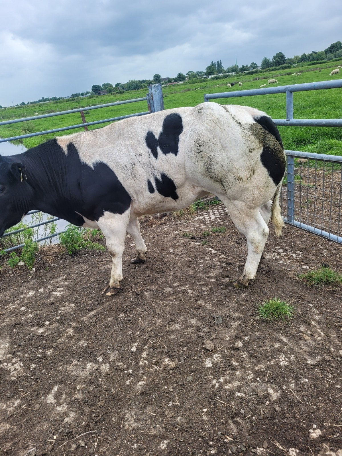 Dikbillen, Dieren en Toebehoren, Runderen, 0 tot 2 jaar