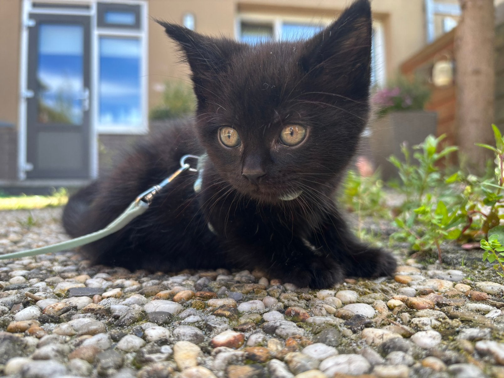 🐾 1 Halve Maine coon dametje zoekt  een liefdevol thuis!, Poes