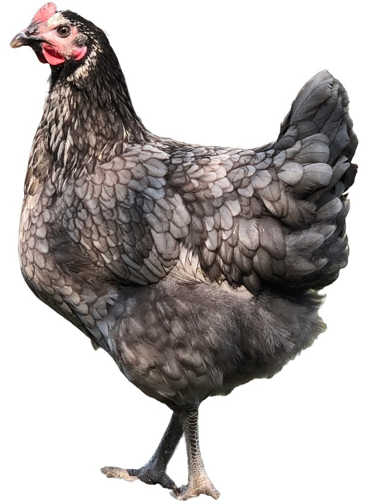 Bleu de Landes kalme robuuste grijze kip met een zwarte nek, Meerdere dieren, Kip