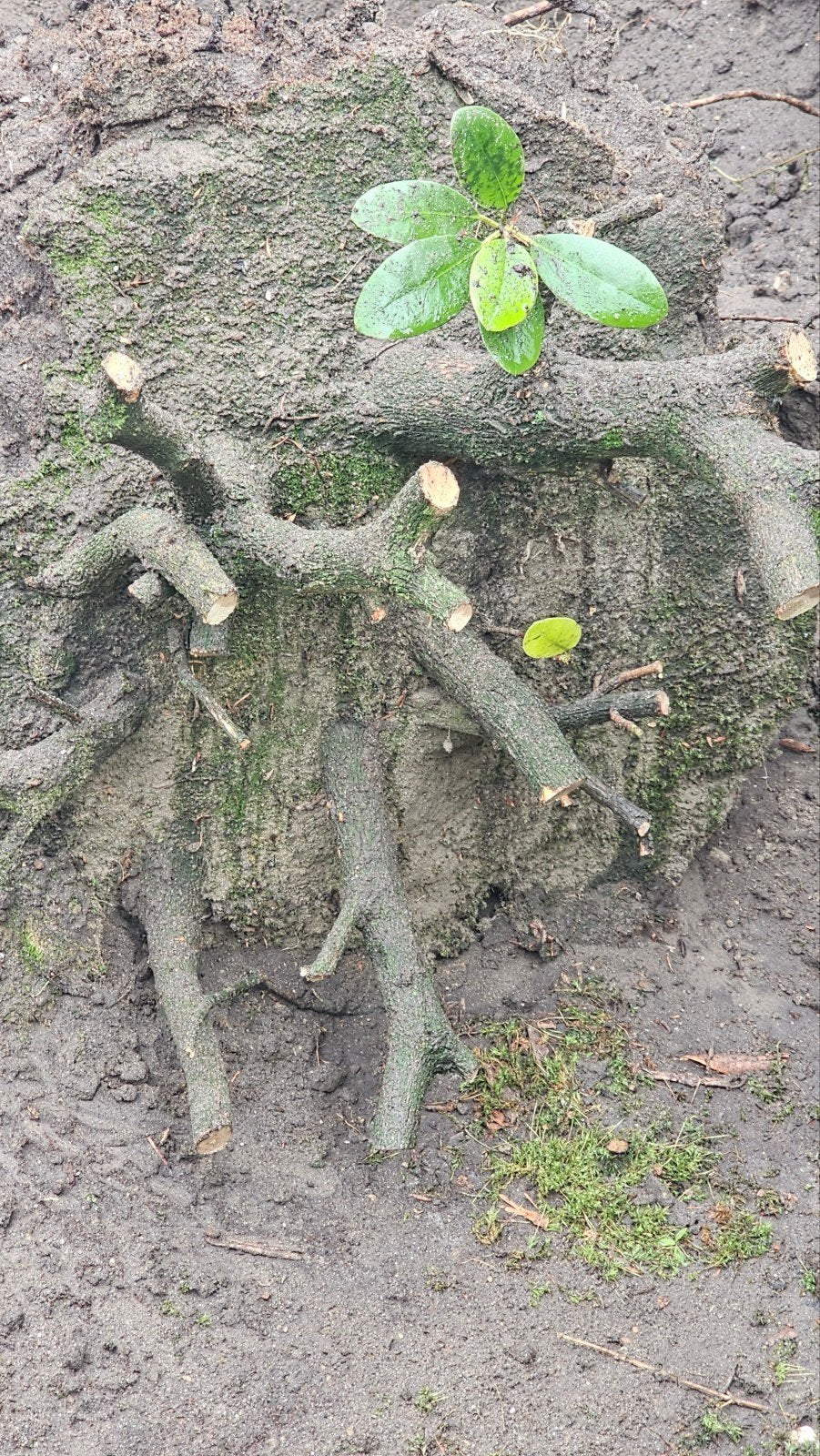 Rododendrons GRATIS op te halen SPOED, Tuin en Terras, Planten | Struiken en Hagen, Ophalen, Overige soorten, Struik, Minder dan 100 cm