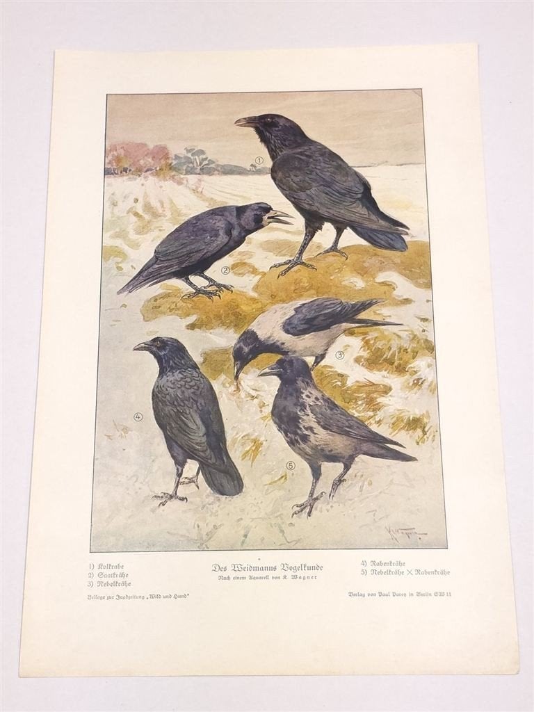 Des Weidmanns Vogelkunde — Kraaien Kleurenchromo ca. 1910, Antiek en Kunst, Ophalen of Verzenden