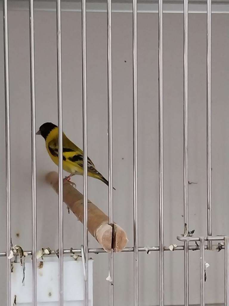 Topaas zwartkopsijzen te koop, Meerdere dieren