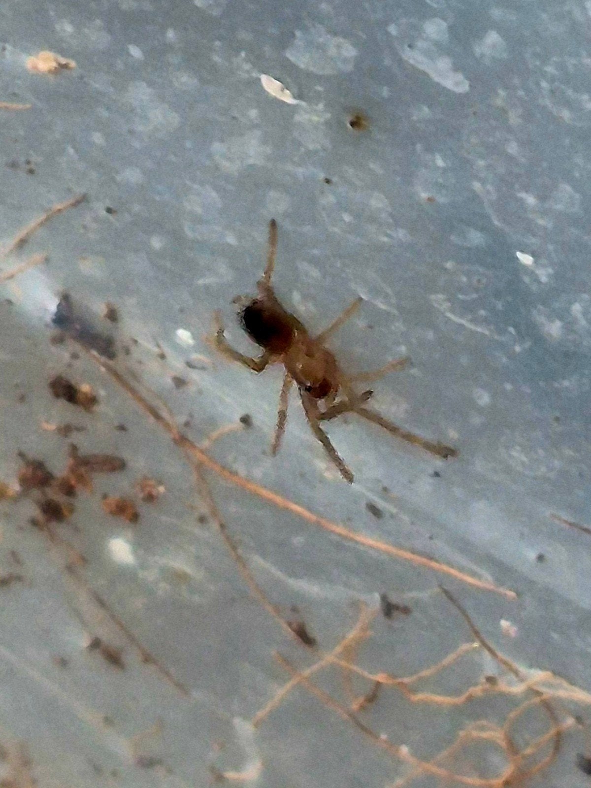 Lasiodora parahybana spiderlings (2FH), Spin of Schorpioen