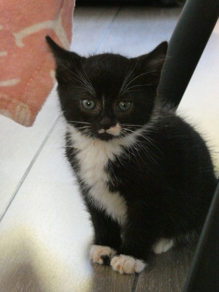 4 ondeugende kitten meisjes, Dieren en Toebehoren, Poes, Kortharig, 0 tot 2 jaar