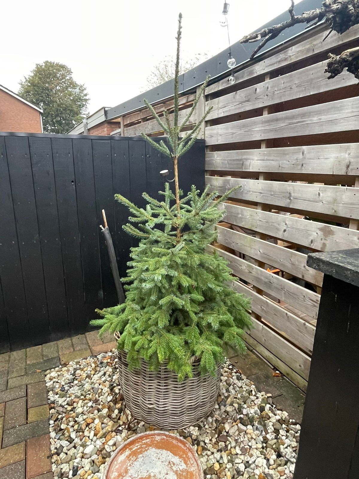 Kerstboom met rieten mand, Tuin en Terras, Bloeit niet, Halfschaduw, Overige soorten, 100 tot 250 cm