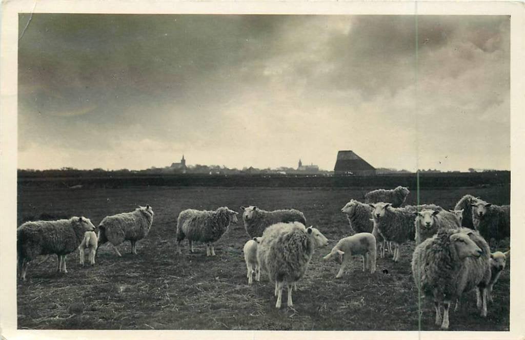 381-012-003 Texel Schapen, Verzenden, Voor 1920, Noord-Holland