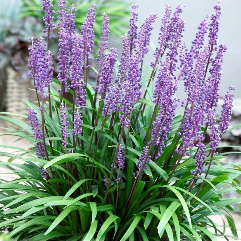 Tuinplanten Diversen - Chemievrij - Blije Bij, Overige soorten, Volle zon, Vaste plant, Ophalen of Verzenden