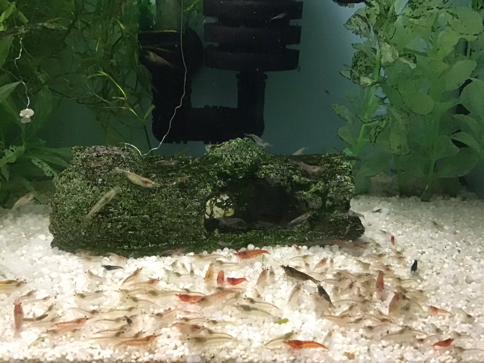 Garnalenmix 30 voor €10., Dieren en Toebehoren, Kreeft, Krab of Garnaal