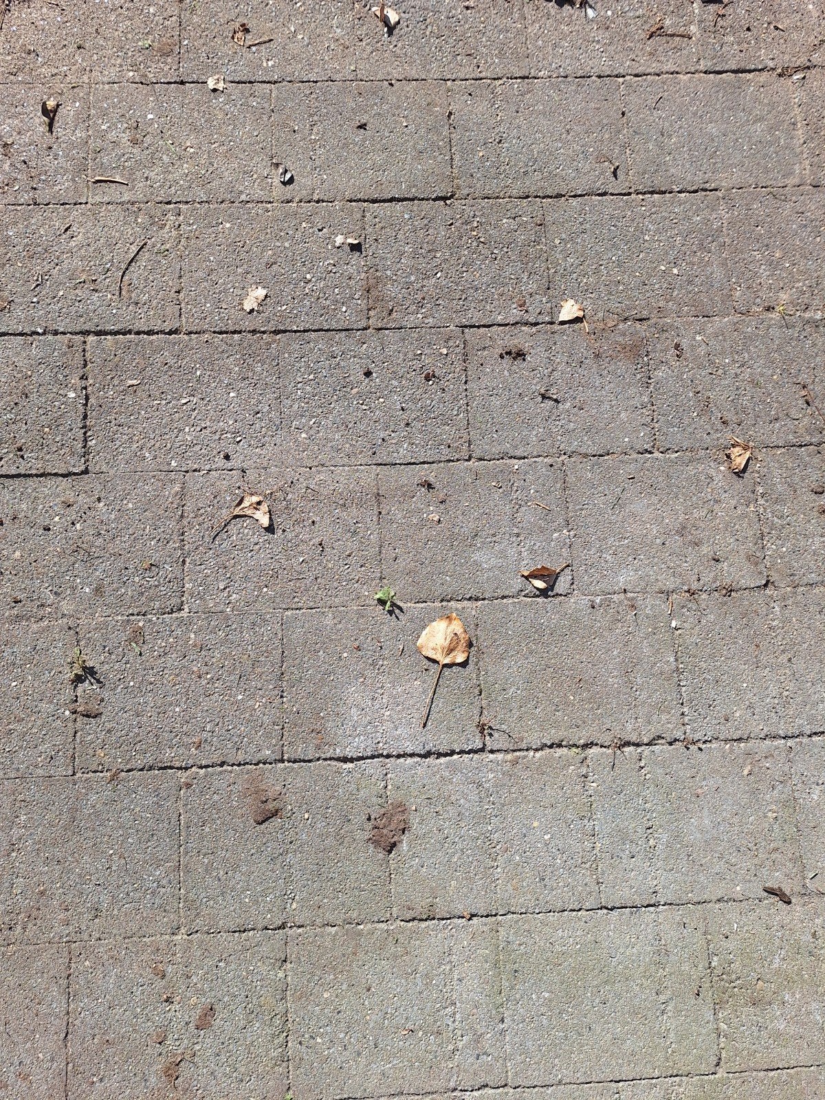 Gratis Betonnen Tegels ca. 50m2 (28x20x7), Tuin en Terras, Gebruikt, Ophalen of Verzenden, 10 m² of meer, Beton