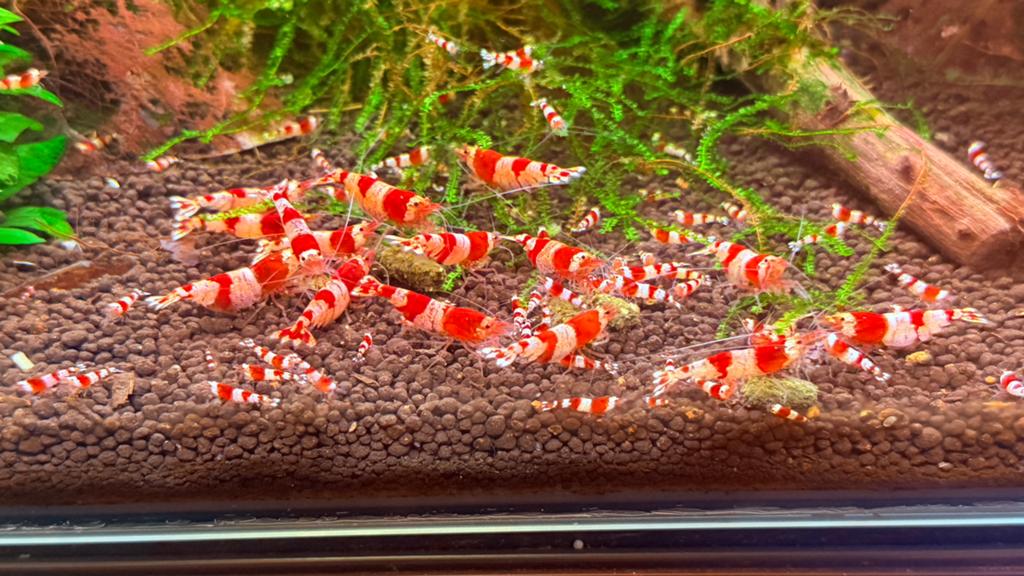 Crystal red garnalen, Kreeft, Krab of Garnaal