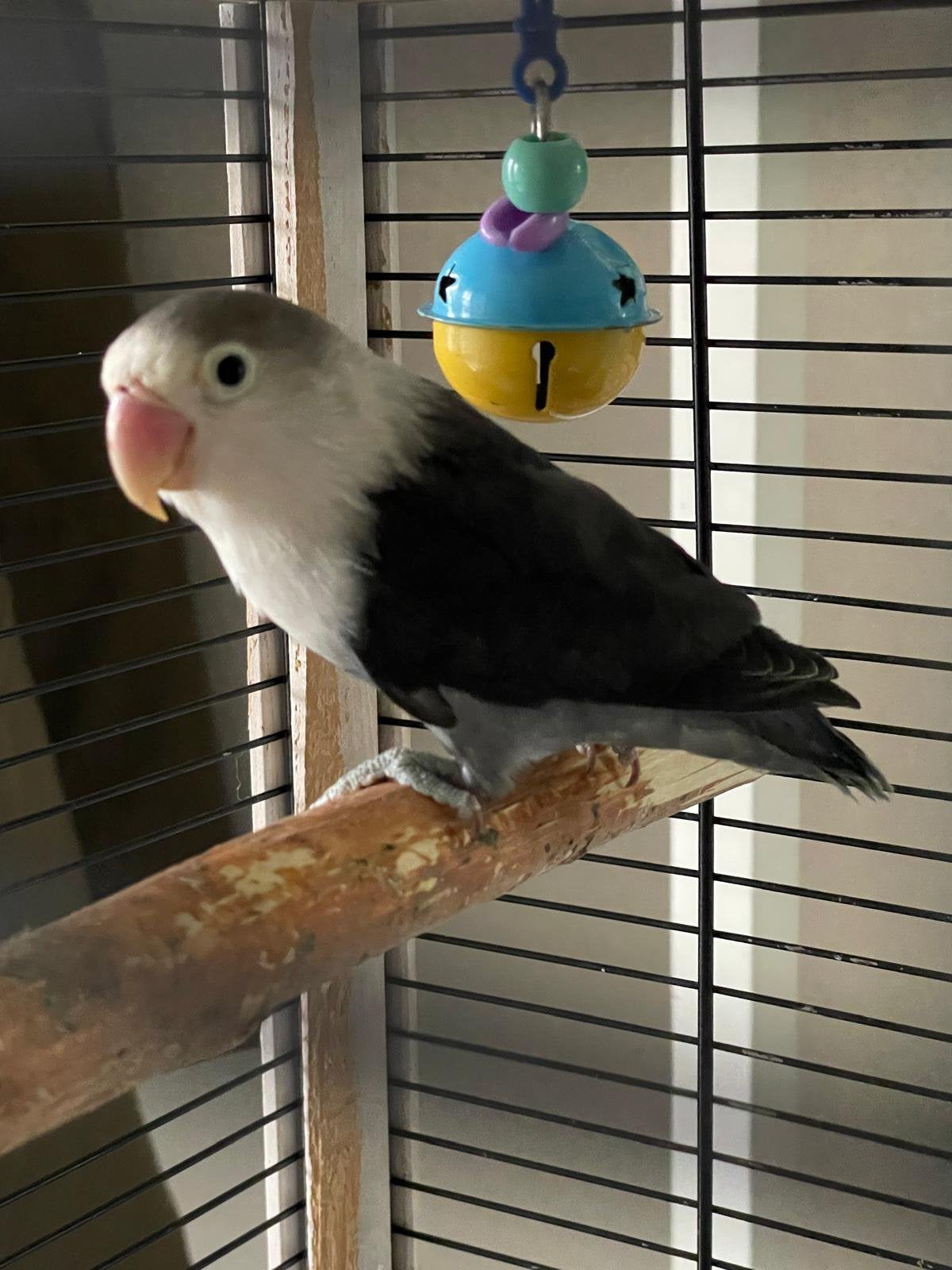 Gezonde Agapornis Dwergpapegaai Lovebird Handtam bijt niet, Dieren en Toebehoren, Vogels | Parkieten en Papegaaien, Meerdere dieren