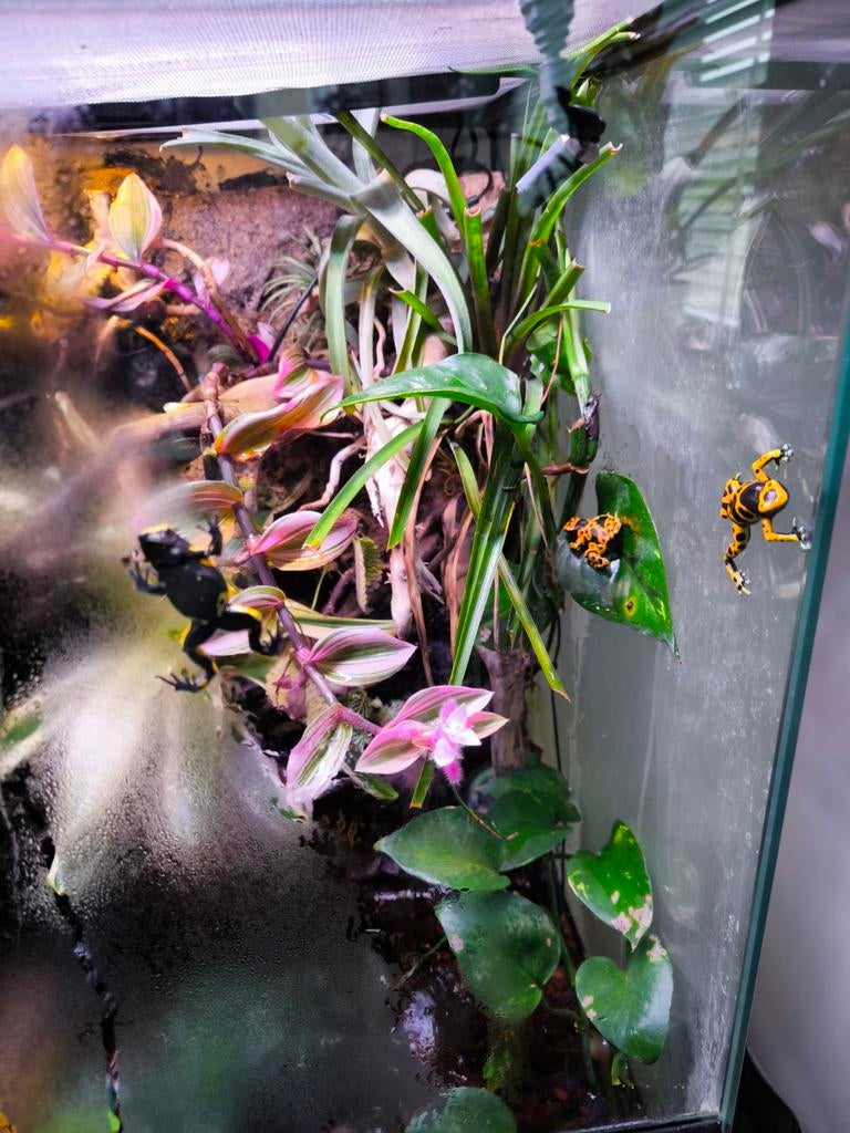 Paludarium met gifkikkers, Dieren en Toebehoren, Amfibie, 0 tot 2 jaar