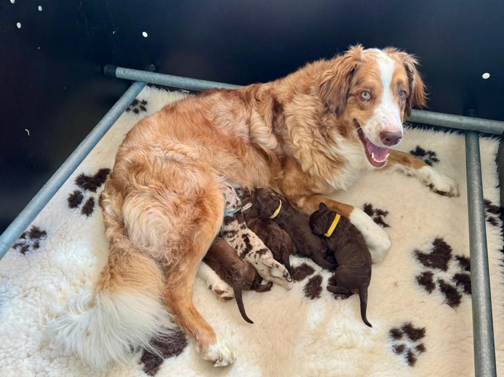 Aussiedoodle pups geboren 15 mei, Parvo, 8 tot 15 weken, Meerdere, Meerdere dieren