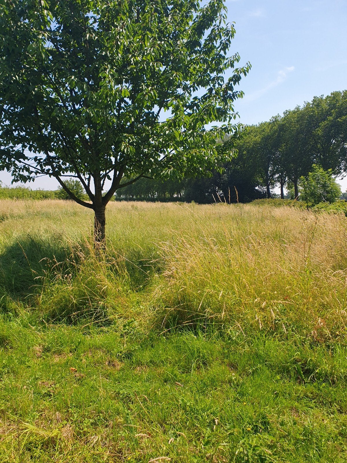 Wei te huur., Dieren en Toebehoren, Stalling en Weidegang