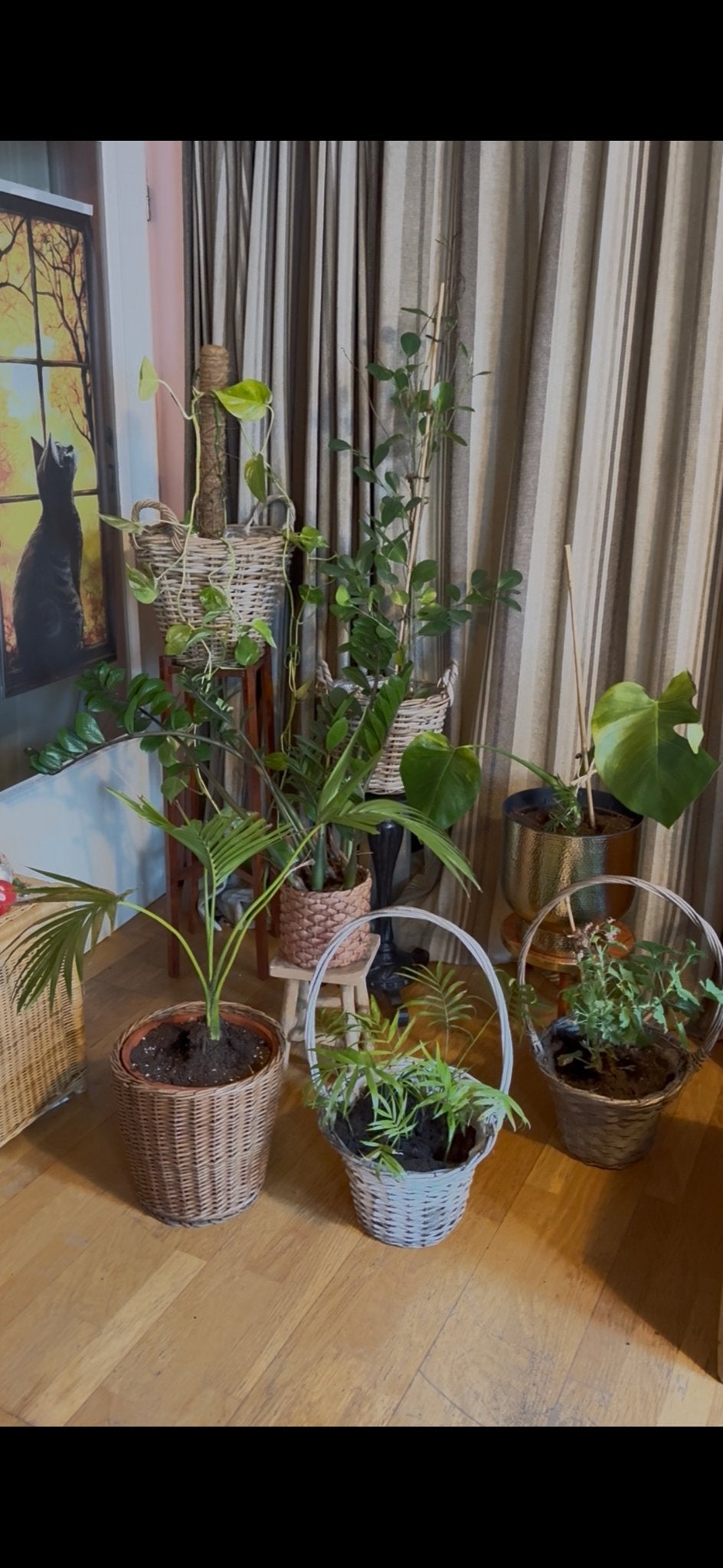 12 kamerplanten plant in rieten manden en potten bloempot, Vaste plant, Bloeit niet, Halfschaduw, Ophalen
