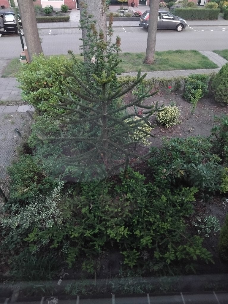 Gratis af te halen diverse planten, Tuin en Terras, Ophalen of Verzenden, Volle zon, Overige soorten, Minder dan 100 cm