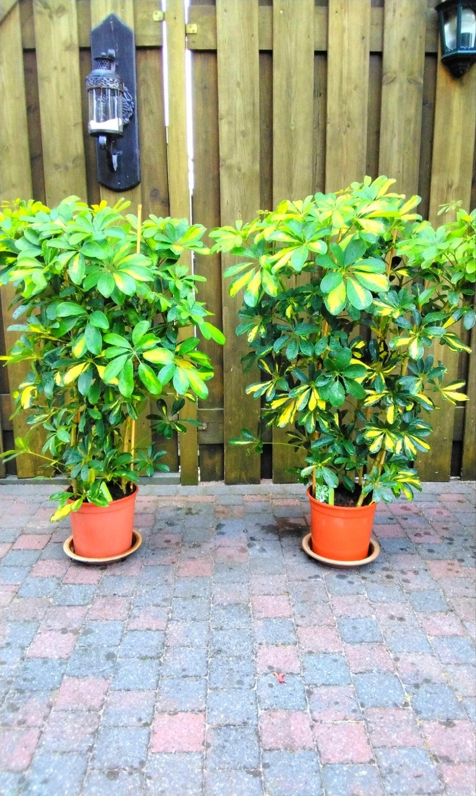 2 grote  Schefflera   kamer planten ,, Ophalen of Verzenden