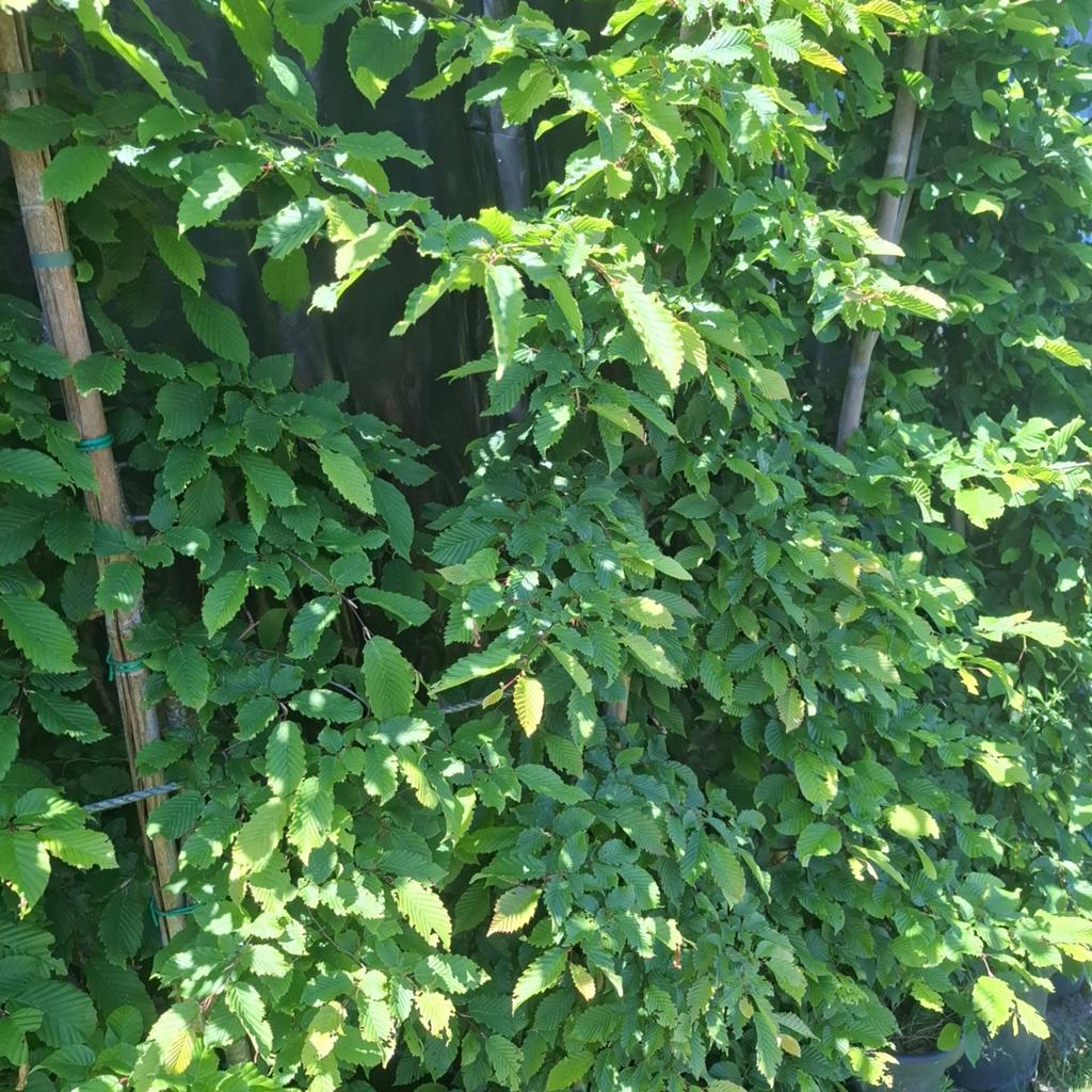 12x Haagbeuk (Carpinus Betulus) 3m hoog, Tuin en Terras, Planten | Bomen, Ophalen of Verzenden