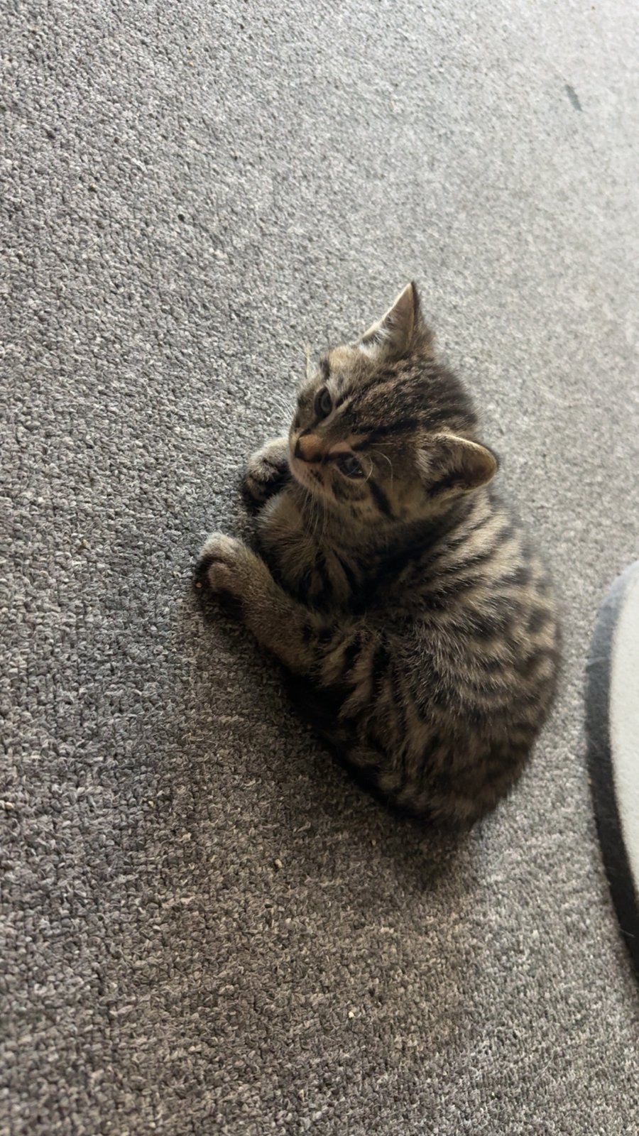 Britse korthaar kittens – 7 weken oud – te reserveren, Dieren en Toebehoren, Meerdere dieren