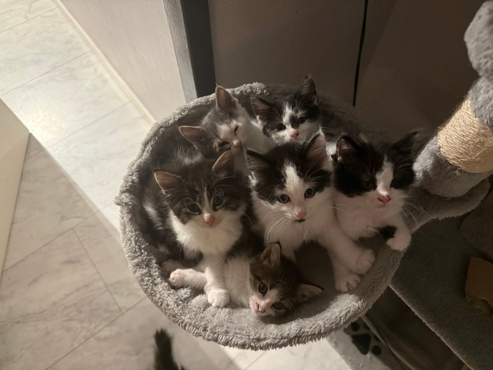 Lieve kittens half Maine Coon, Meerdere dieren, Ingeënt