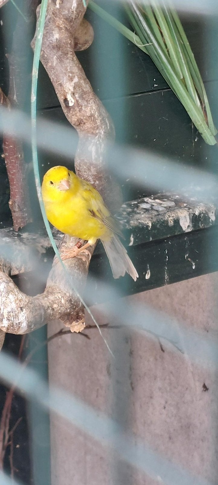 London Fancy kanaries, Dieren en Toebehoren, Vogels | Kanaries, Meerdere dieren, Kleurkanarie