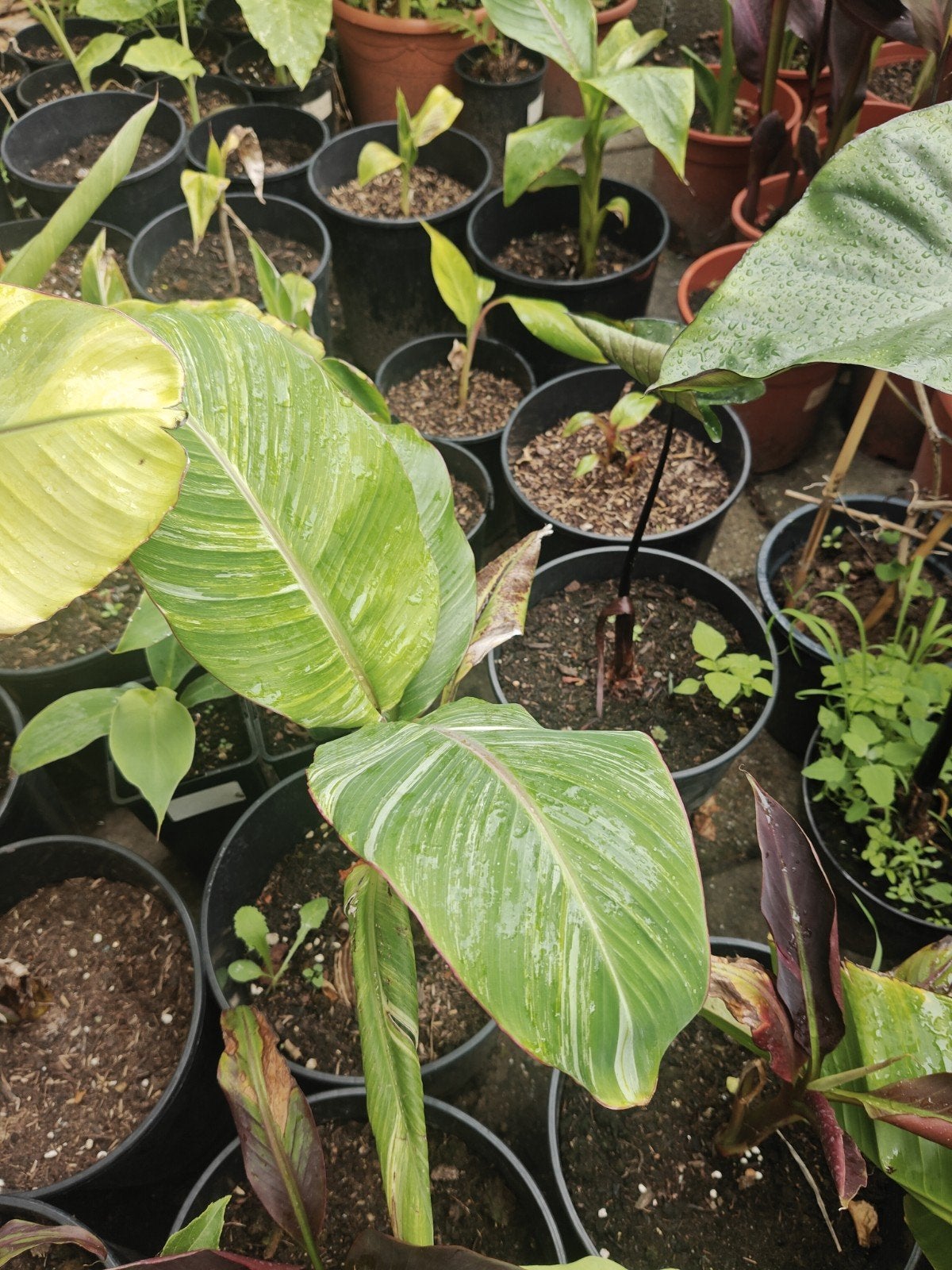 Musa tanee variegata, Tuin en Terras, Minder dan 100 cm, Overige soorten, Volle zon, In pot