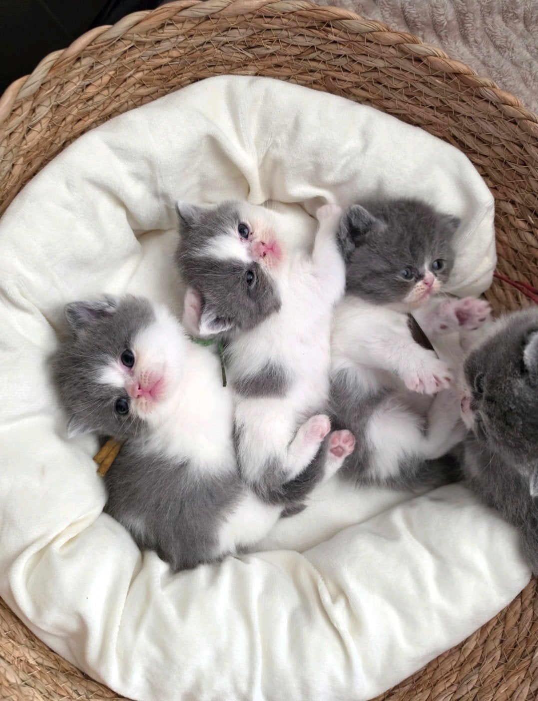 perzische langhaar x britse korthaar kittens, Dieren en Toebehoren, Katten en Kittens | Raskatten | Korthaar, Meerdere dieren
