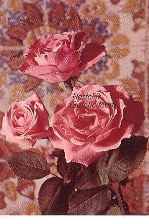 Ansichtkaart 	Bloemen	Rozen, Verzenden, 1960 tot 1980, Gelopen, Natuur