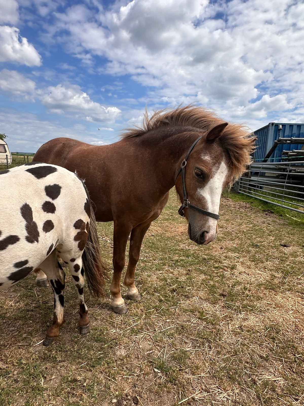 Mooie 2 jarige welsh A x shetlander, Dieren en Toebehoren, Pony's, Merrie, Onbeleerd, A pony (tot 1.17m), 0 tot 2 jaar