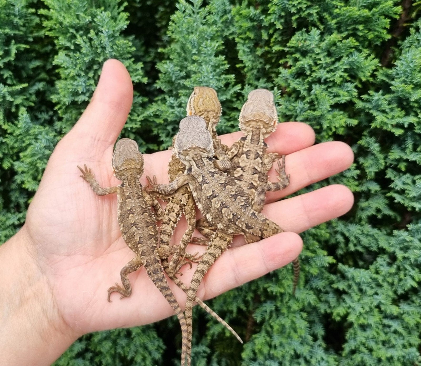 Pogona Henrylawsoni (Dwerg Baardagamen), Dieren en Toebehoren, Reptielen en Amfibieën, 0 tot 2 jaar