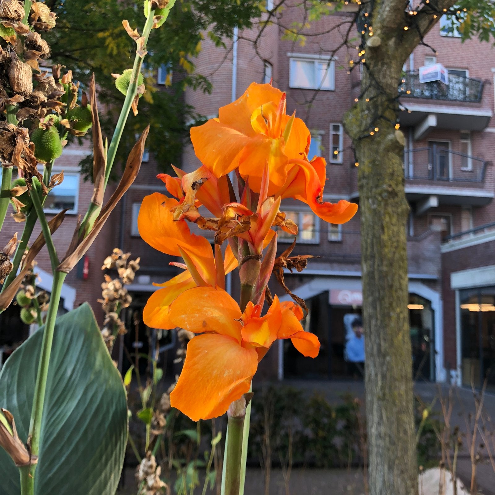 Speciale zaden, prijs per zakje (meer soorten toegevoegd), Ophalen of Verzenden, Volle zon