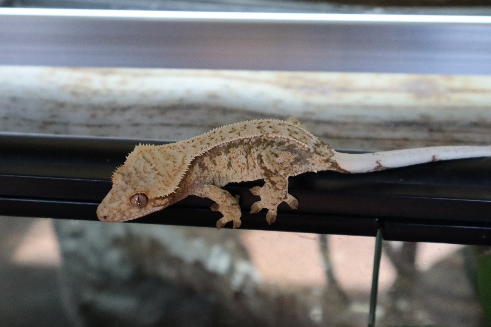 0.1 Wimpergekko (Crested Gecko) extreem Hq/ Tri (Houten), Hagedis, Tam, 0 tot 2 jaar